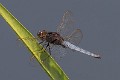 Crocothemis nigrifrons male-1598